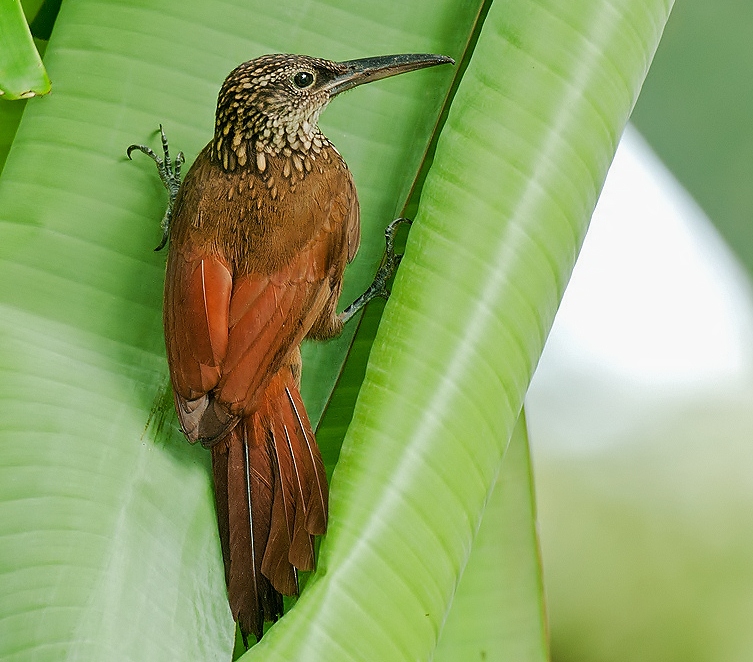 Cocoa woodcreeper