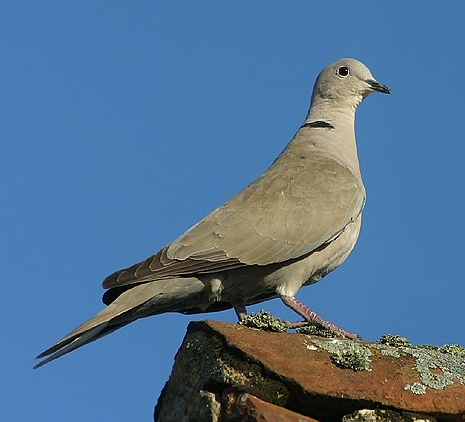 Eurasian collared dove