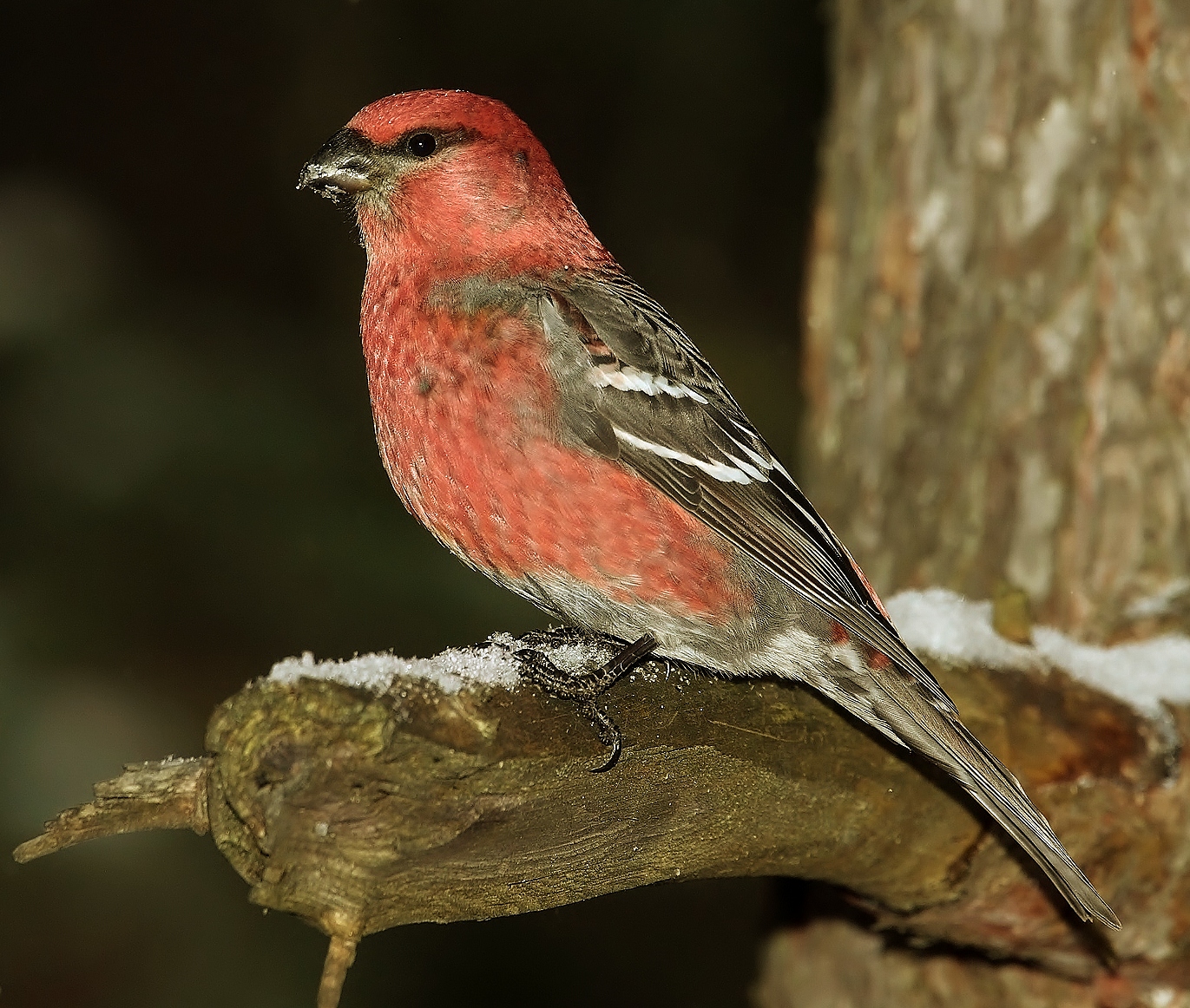 Pine grosbeak