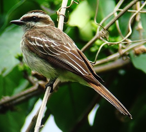 Piratic flycatcher