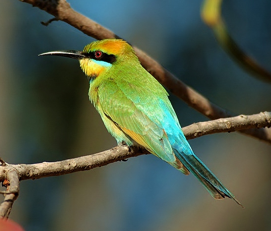 Rainbow bee-eater