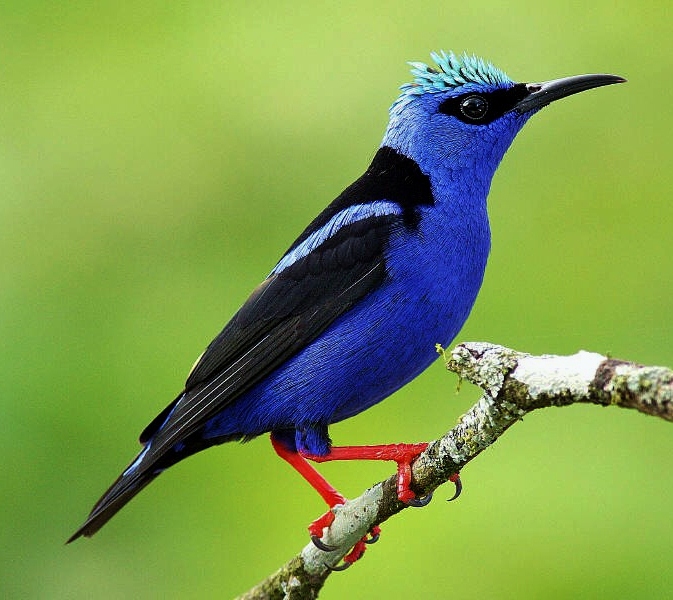 Red-legged honeycreeper