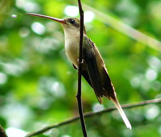 Straight-billed hermit