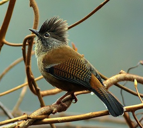 Streak-throated barwing