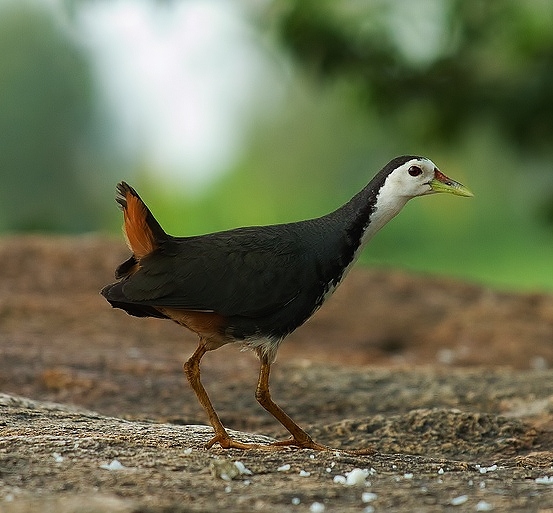 White-breasted waterhen