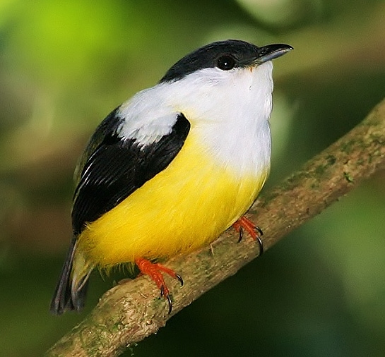 White-collared manakin