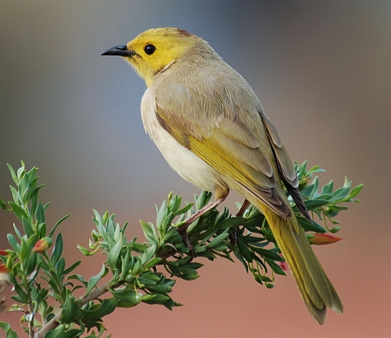 White-plumed honeyeater