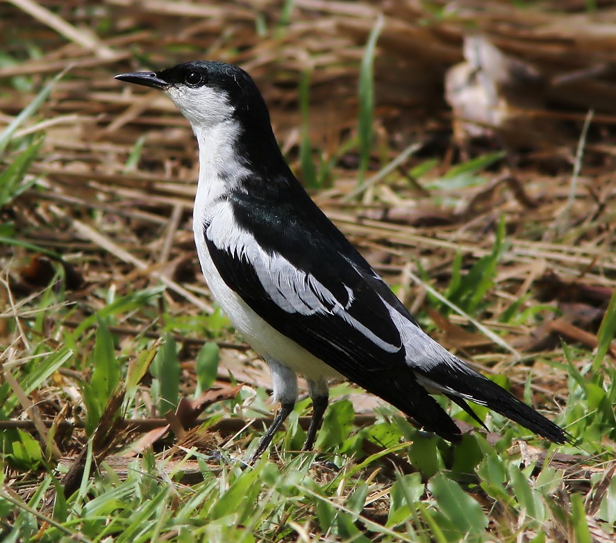 White-winged triller