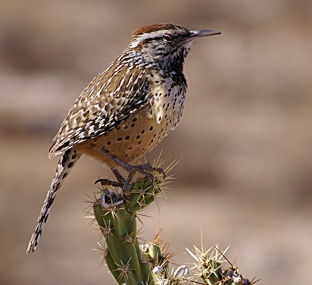 Cactus wren