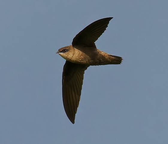 Chimney swift