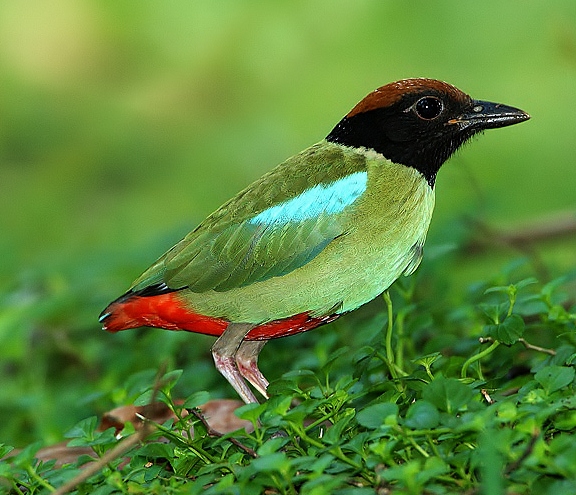 Hooded pitta