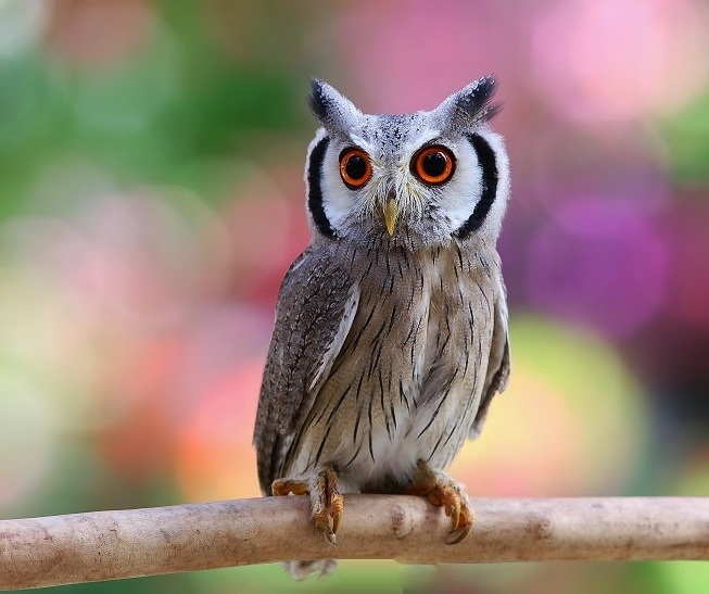 Northern white-faced owl