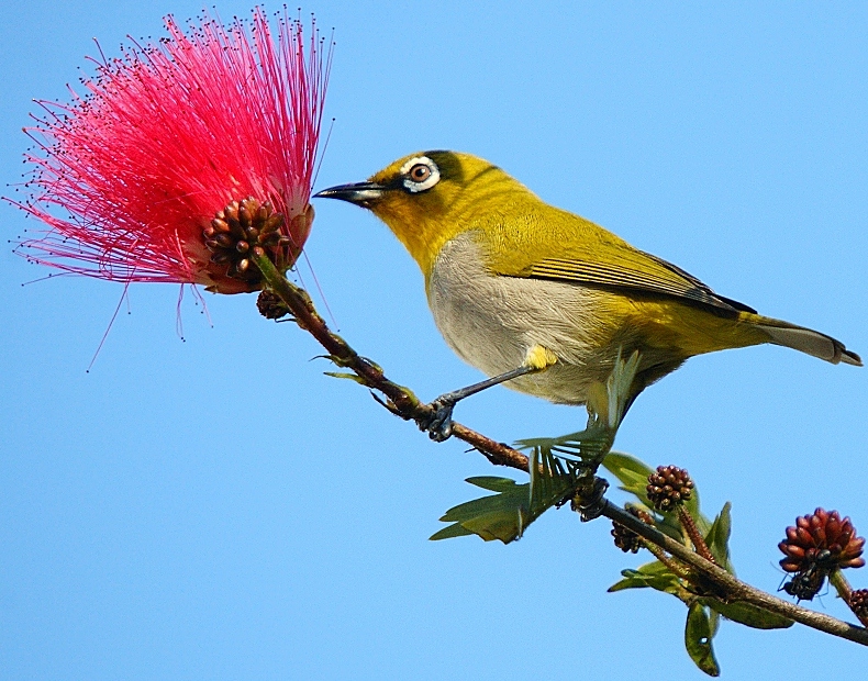 Oriental white-eye