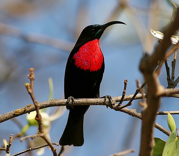 Scarlet-chested sunbird