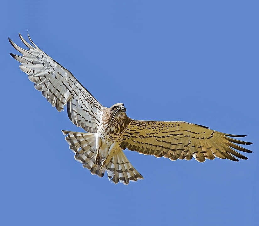 Short-toed snake-eagle