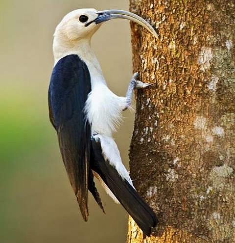 Sickle-billed vanga