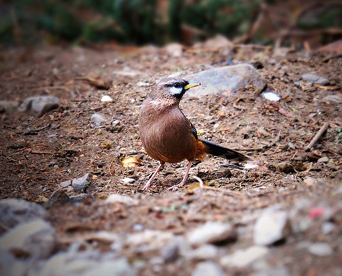 Snowy-cheeked laughingthrush