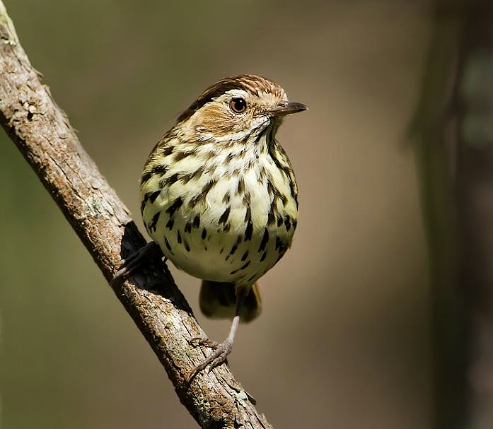 Speckled warbler