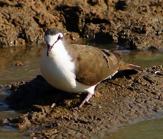 Tambourine dove