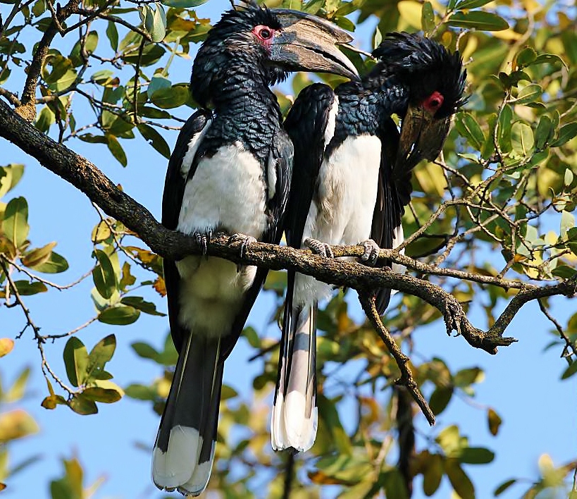 Trumpeter hornbill