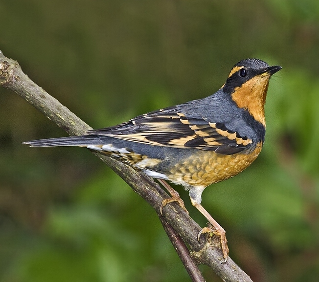 Varied thrush