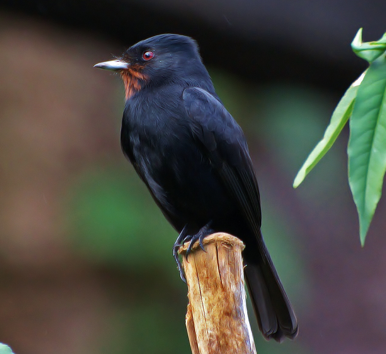 Velvety black-tyrant