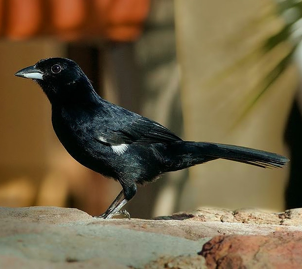 White-lined tanager