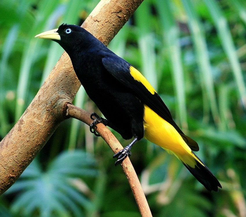 Yellow-rumped cacique