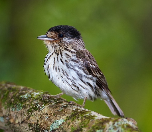 African broadbill