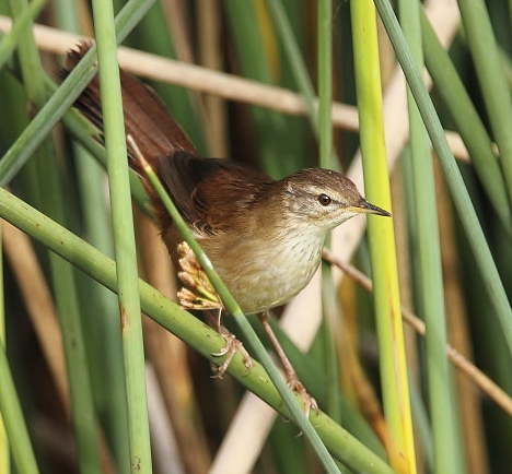 African bush-warbler