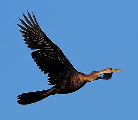 African darter