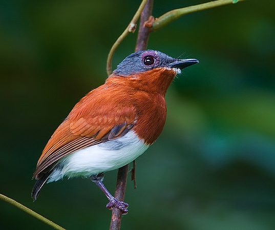 Chestnut wattle-eye