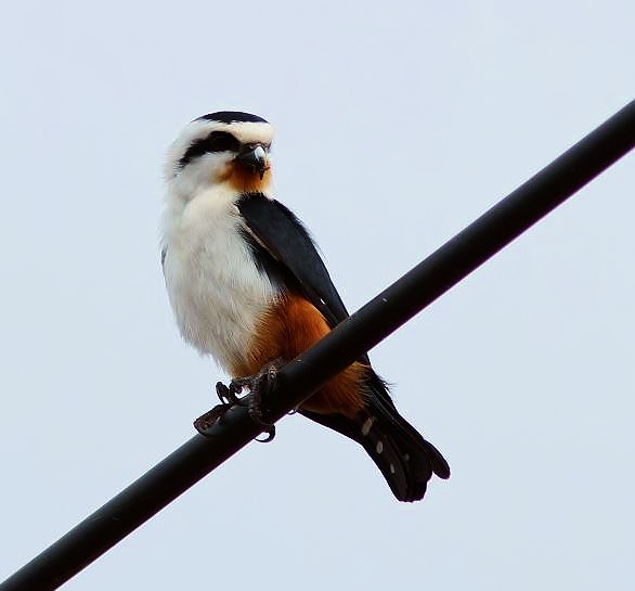 Collared falconet