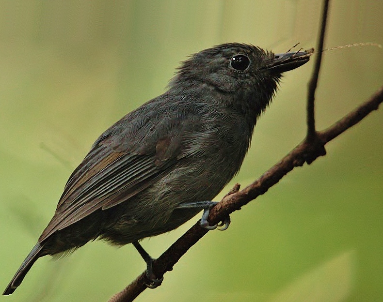 Dusky-throated antshrike