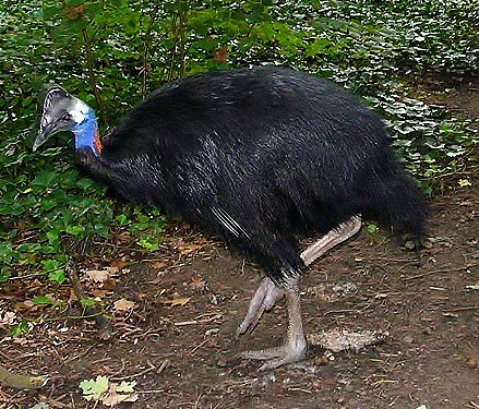 Dwarf cassowary
