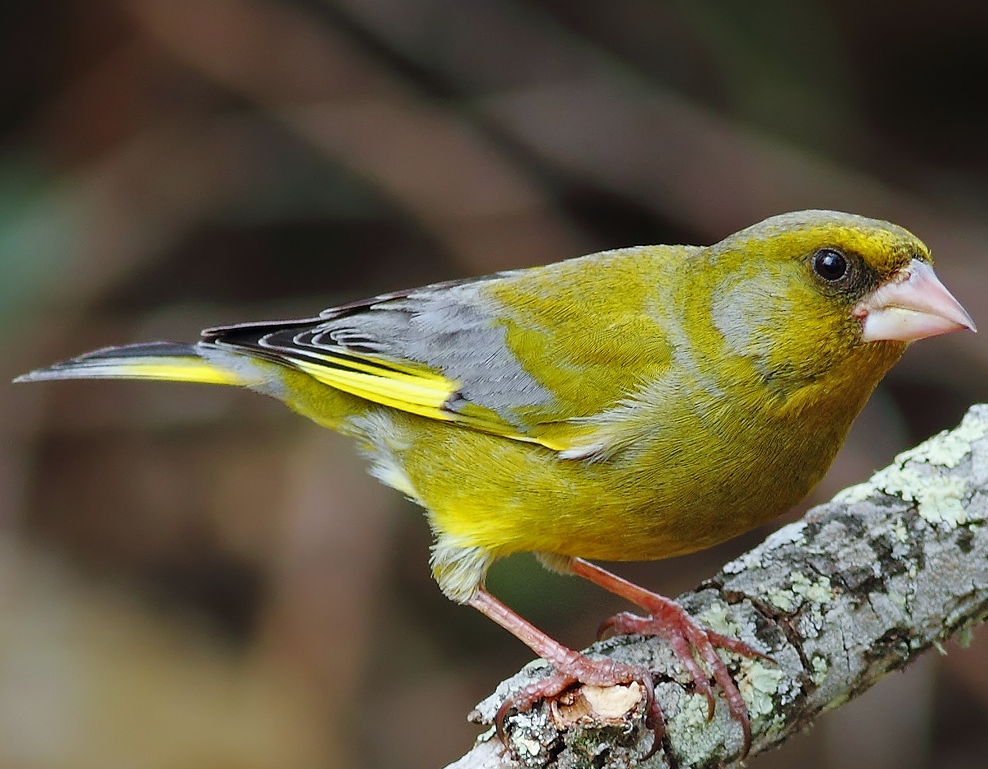 European greenfinch