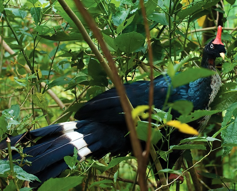 Horned guan