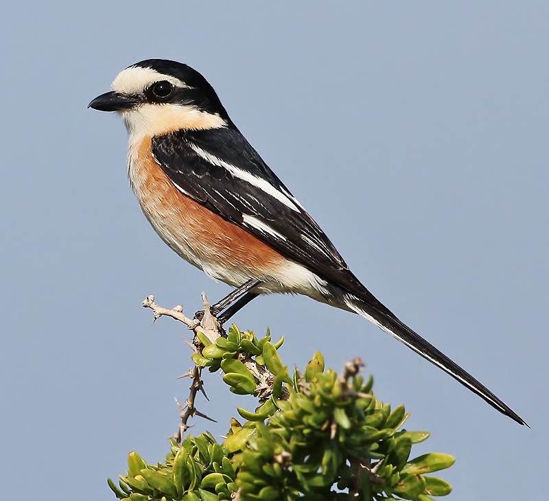 Masked shrike