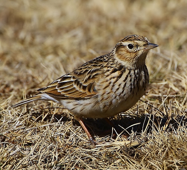 Oriental skylark