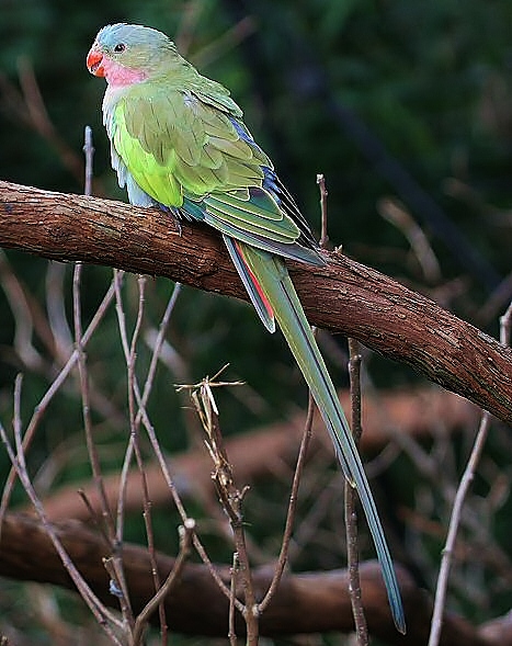 Princess parrot