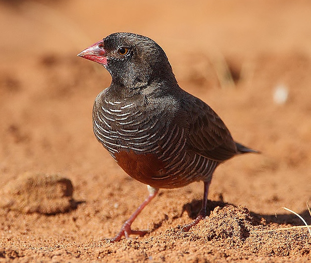 Quailfinch