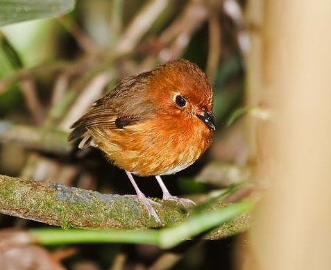 Rusty-breasted antpitta