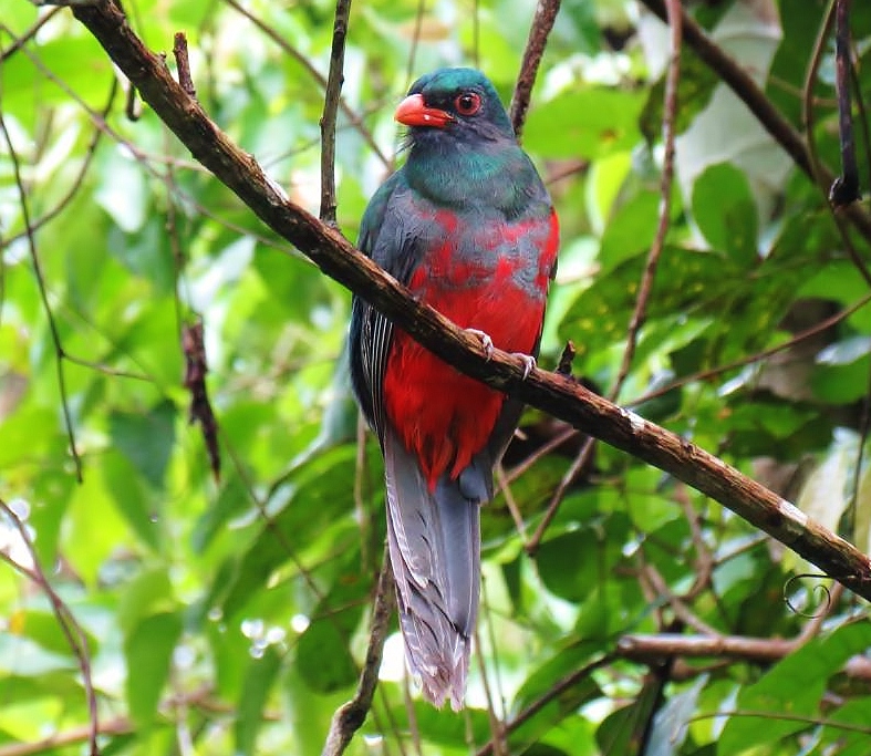 Slaty-tailed trogon