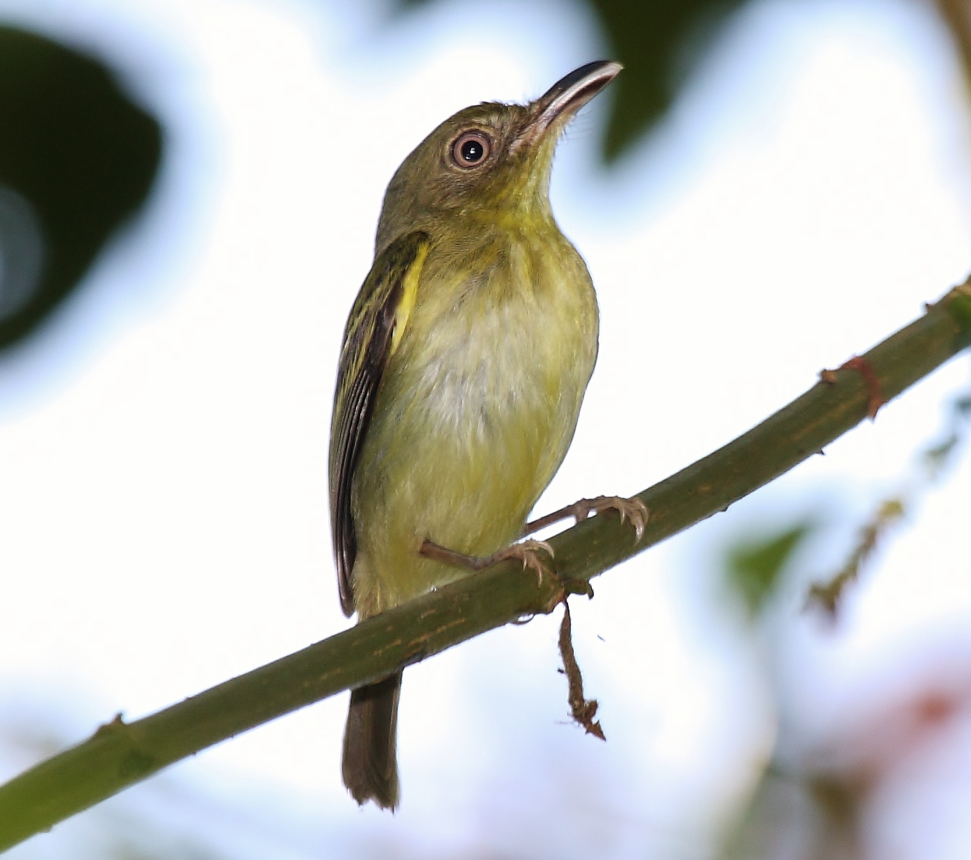 Southern bentbill