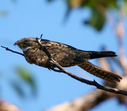 Spotted nightjar