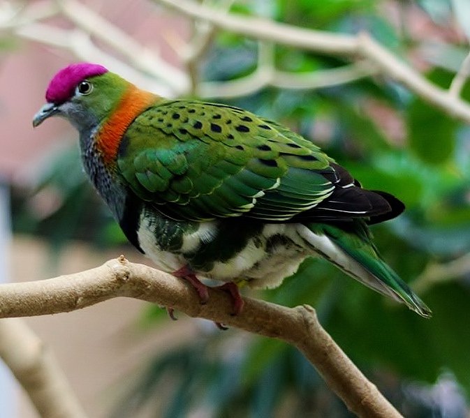 Superb fruit-dove