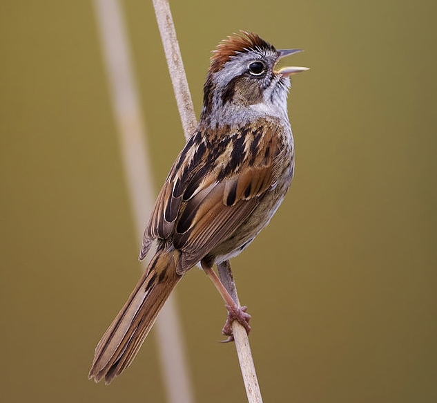 Swamp sparrow