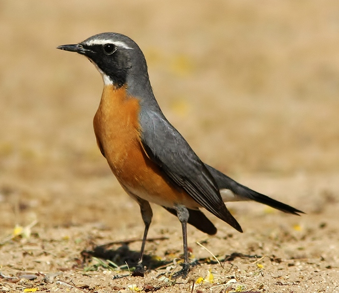 White-throated robin