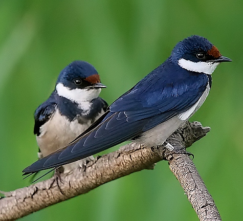 White-throated swallow