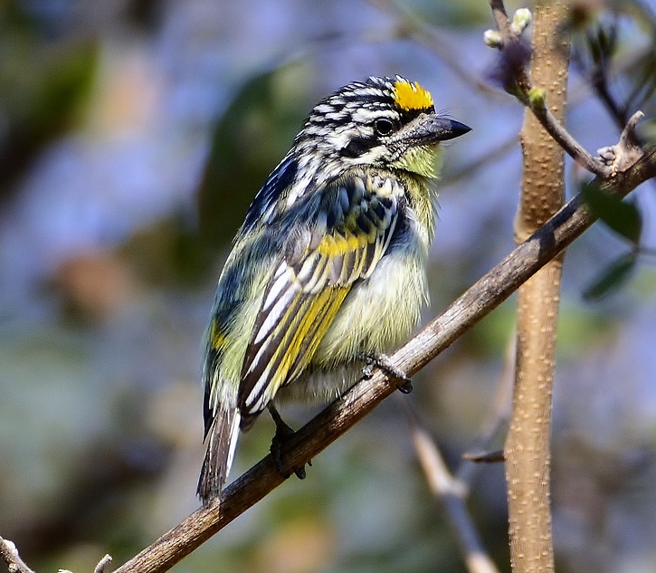 Yellow-fronted tinkerbird